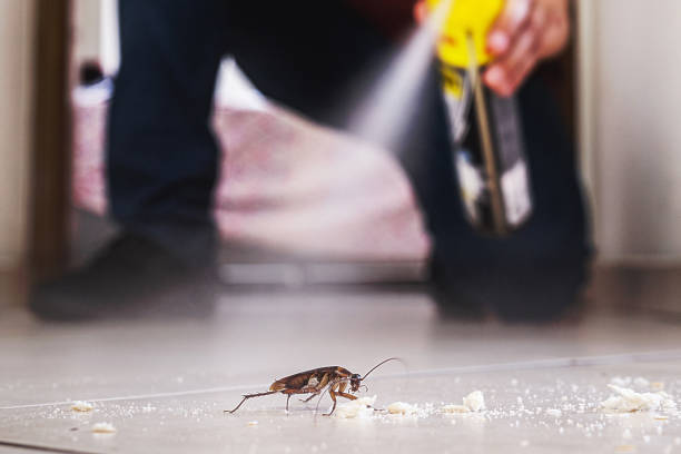 Best Local Pest Control Services  in Langhorne Manor, PA